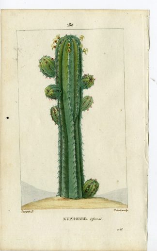 Antique Print-PL.160-EUPHORBE OFFICINAL-EUPHORBIUM-CACTUS-Turpin-Chaumeton-1814