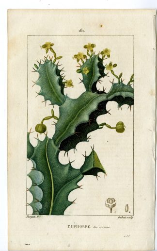 Antique Print-161- EUPHORBE DES ANCIENS-EUPHORBIUM-CACTUS-Turpin-Chaumeton-1814
