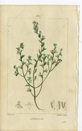 Antique Print-PL.162- EUPHRAISE-EUPHRASIA-EYE BRIGHT-Turpin-Chaumeton-1814