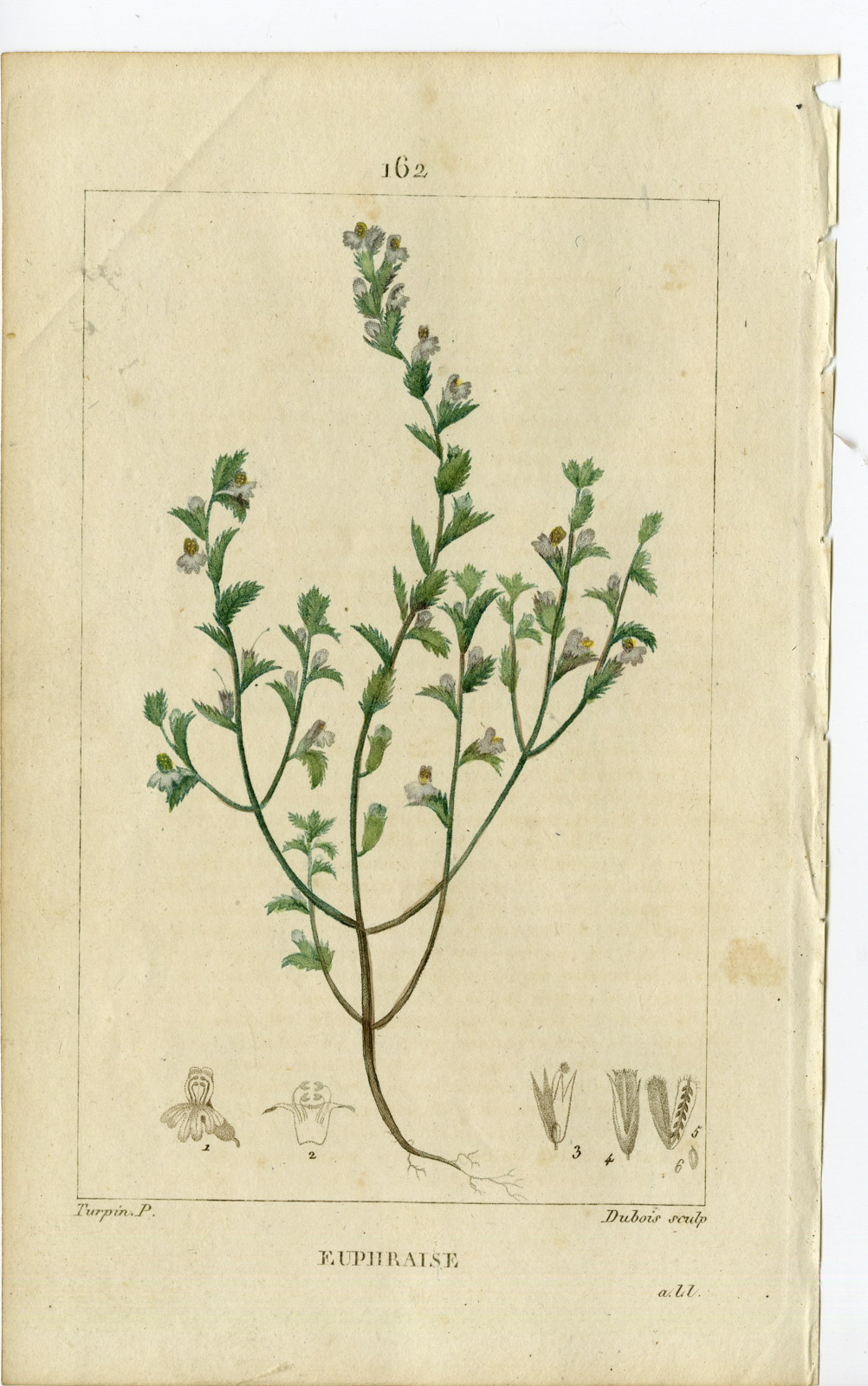 , Antique Print-PL.162- EUPHRAISE-EUPHRASIA-EYE BRIGHT-Turpin-Chaumeton-1814, Pictura Antique Prints