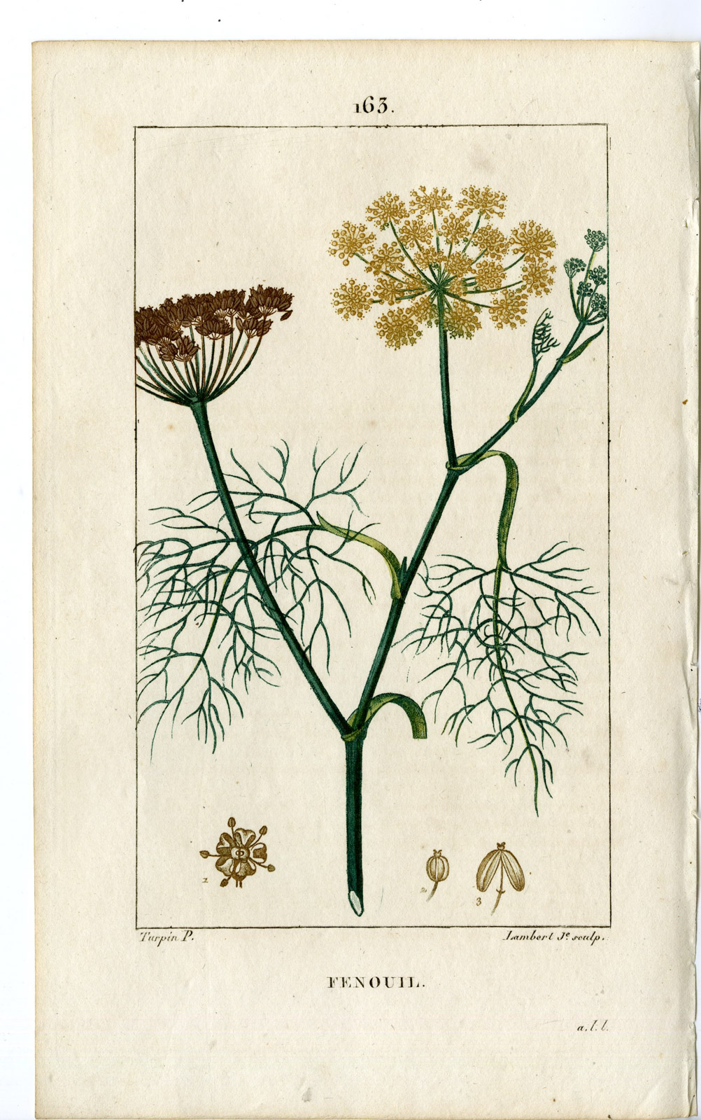 , Antique Print-PL.163-FENOUIL-ANETHUM FOENICULUM-VENNEL-Turpin-Chaumeton-1814, Pictura Antique Prints