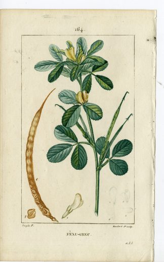 Antique Print-PL.164-TROGONELLA FAENUM GRAECUM-FENUGREEK-Turpin-Chaumeton-1814