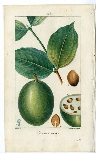 Antique Print-P.165-FEVE SAINT IGNACE-IGNATIA-JESUITS BEAN-Turpin-Chaumeton-1814