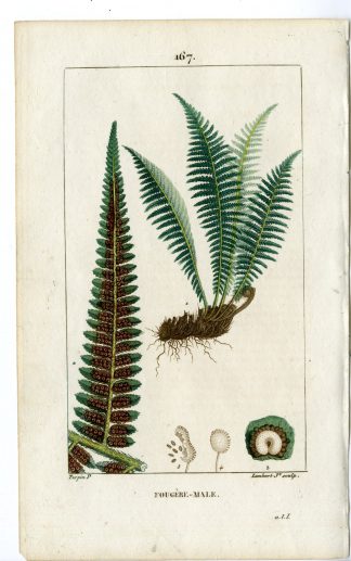 Antique Print-P.167-FOUGERE MALE-POLYPODIUM FILIX MAS-FERN-Turpin-Chaumeton-1814