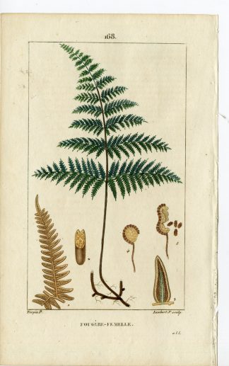 Antique Print-PL.168-FOUGERE FEMELLE-PTERIS AQUILINA-FERN-Turpin-Chaumeton-1814