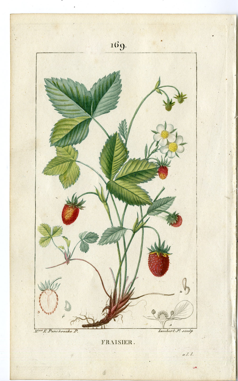 , Antique Print-PL.169-FRAISIER-FRAGARIA VESCA-STRAWBERRY-Turpin-Chaumeton-1814, Pictura Antique Prints