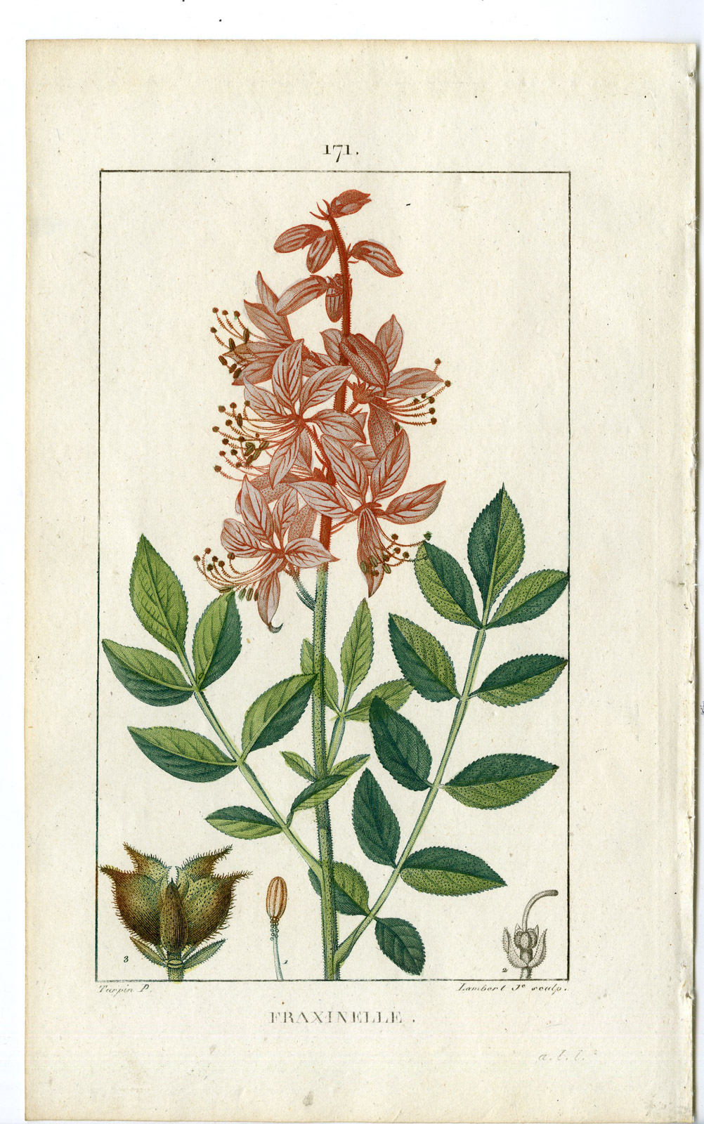 , Antique Print-PL.171-FRAXINELLE-FRAXINELLA-BASTARD DITTANY-Turpin-Chaumeton-1814, Pictura Antique Prints