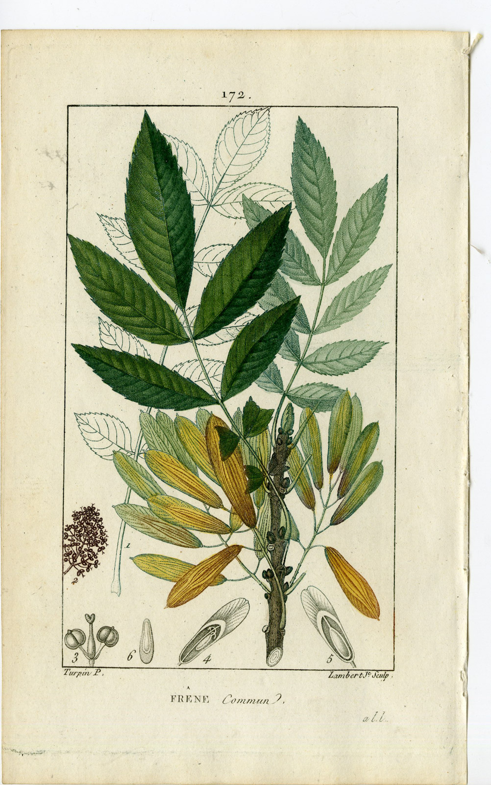 , Antique Print-PL.172-FRENE-FRAXINUS EXCELSIOR-ASH TREE-Turpin-Chaumeton-1814, Pictura Antique Prints