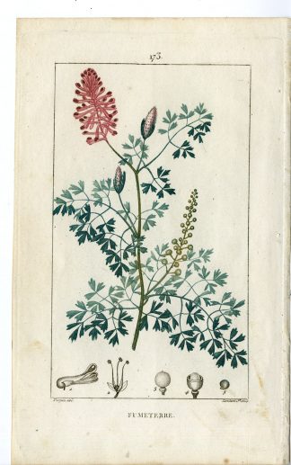 Antique Print-P.173-FUMETERRE-FUMARIA OFFICINALIS-FUMITORY-Turpin-Chaumeton-1814