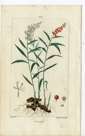 Antique Print-PL.174-GALANGA-MARANTA GALANGAS-GALANGAL-Turpin-Chaumeton-1814