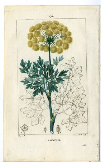 Antique Print-PL.175-GALBANUM-BUBON GALBANUM-Turpin-Chaumeton-1814