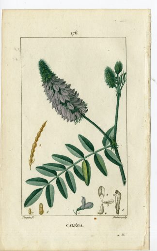 Antique Print-PL.176-GALEGA-OFFICINALIS-GOAT'S RUE-Turpin-Chaumeton-1814