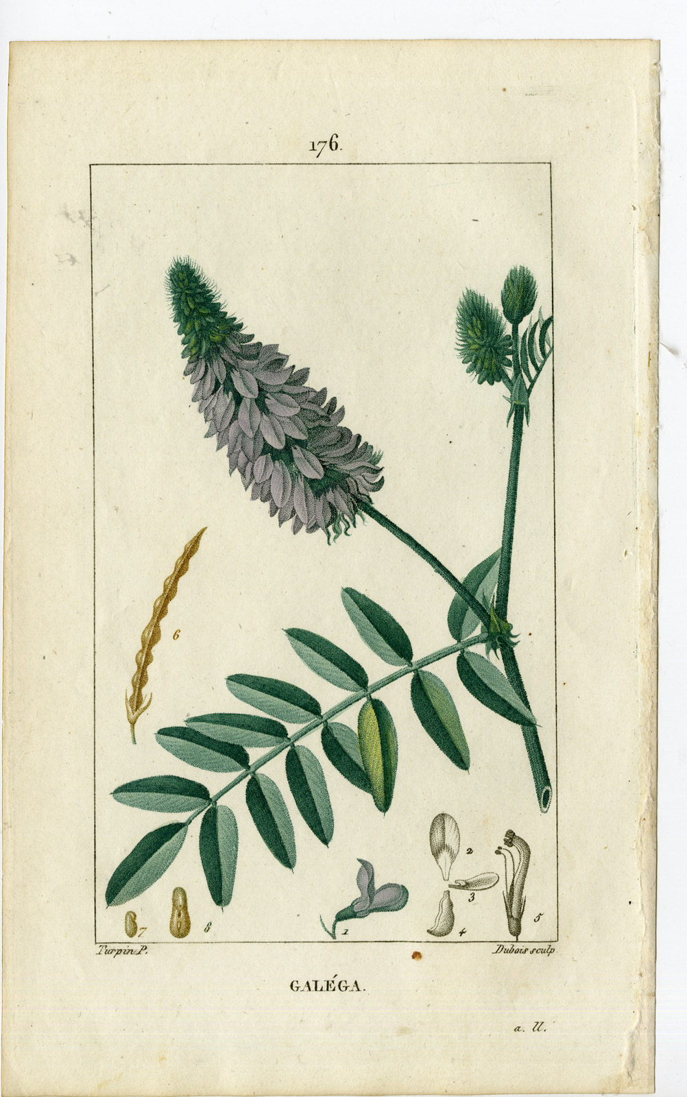 , Antique Print-PL.176-GALEGA-OFFICINALIS-GOAT’S RUE-Turpin-Chaumeton-1814, Pictura Antique Prints
