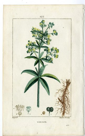 Antique Print-PL.177-GARENCE-RUBIA TINCTORUM-MADDER-Turpin-Chaumeton-1814