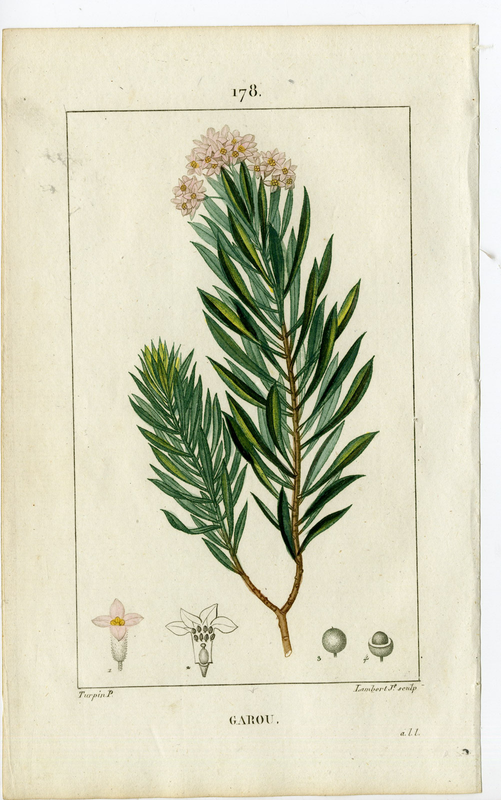 , Antique Print-PL.178-GAROU-DAPHNE GNIDIUM-FLAXLEAVED-Turpin-Chaumeton-1814, Pictura Antique Prints