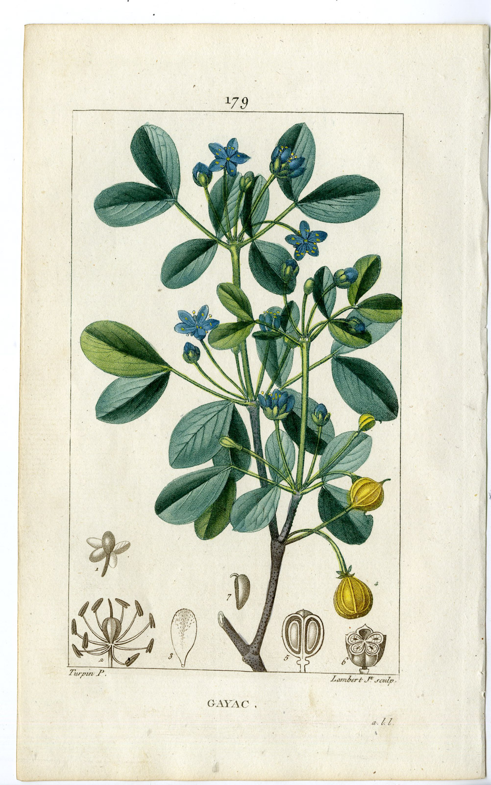 , Antique Print-PL.179-GAYAC-GUAJACUM OFFICINALE-GUAIACUM-Turpin-Chaumeton-1814, Pictura Antique Prints