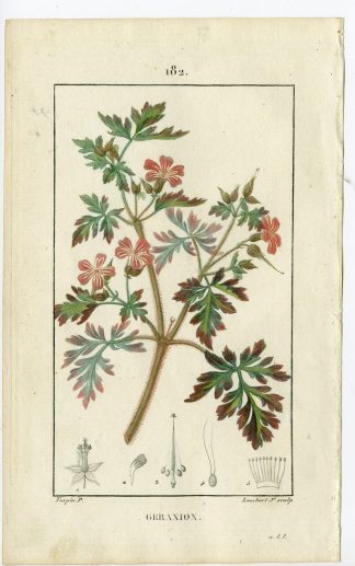 Antique Print-PL.182-GERANION-GERANIUM ROBERTIANUM-HERB-Turpin-Chaumeton-1814
