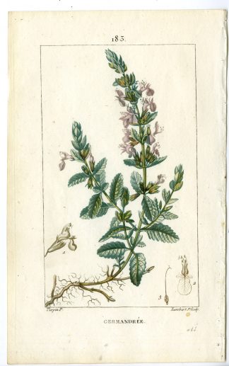 Antique Print-183-GERMANDREE-TEUCRIUM CHAMEDRYS-GERMANDER-Turpin-Chaumeton-1814