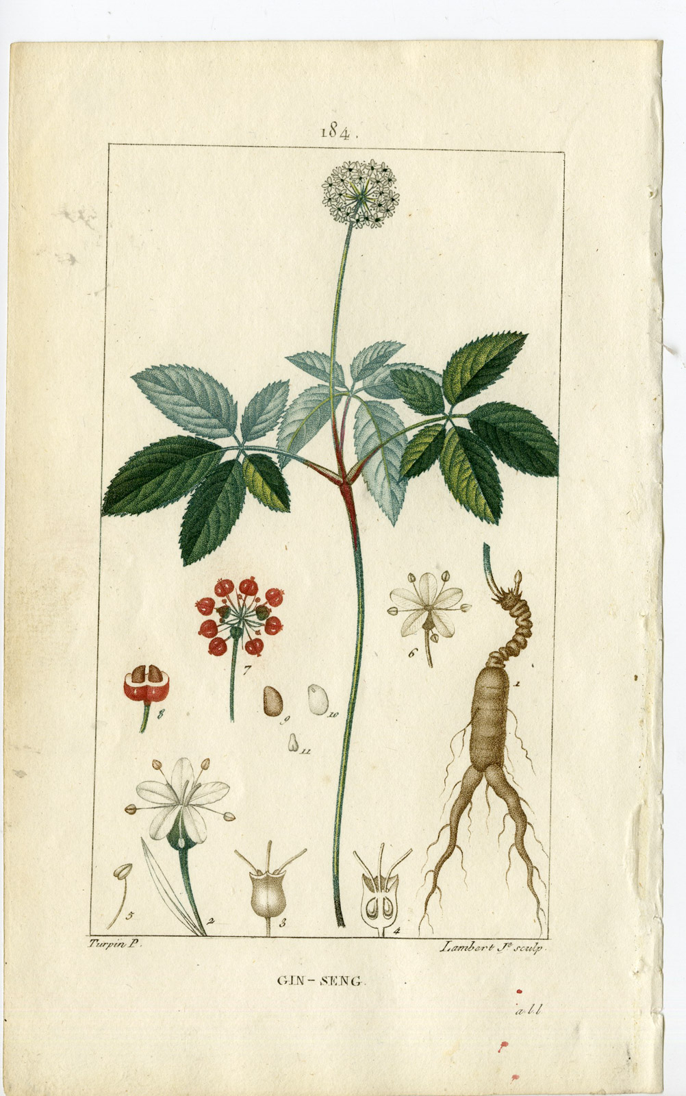 , Antique Print-PL.184-GIN-SENG-PANAX QUINQUEFOLIUM-GINSENG-Turpin-Chaumeton-1814, Pictura Antique Prints