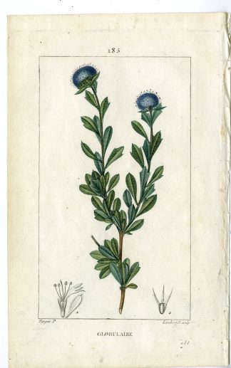 Antique Print-185-GLOBULAIRE-THREE FOOTH LEAVED GLOBULARIA-Turpin-Chaumeton-1814