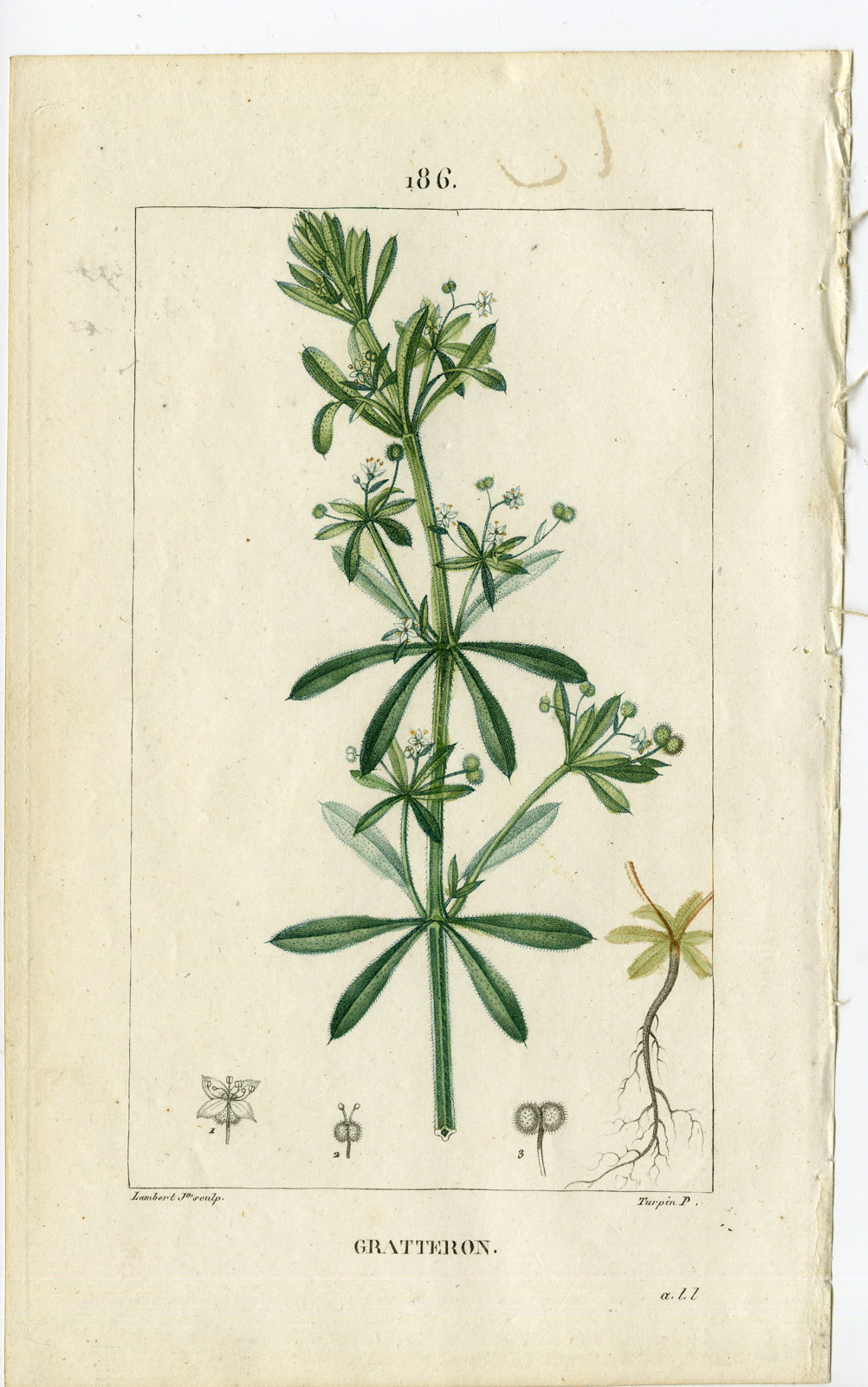 , Antique Print-PL.186-GRATERON-GALIUM APARINE-GOOSE GRASS-Turpin-Chaumeton-1814, Pictura Antique Prints