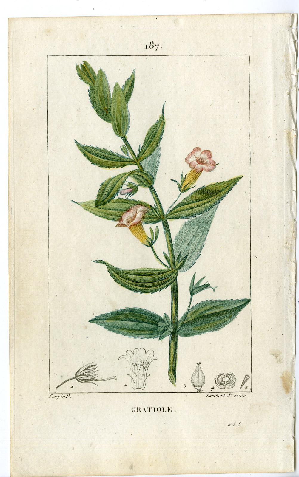 , Antique Print-PL.187-GRATIOLE OFFICINALIS-HEDGE HYSSOPS-Turpin-Chaumeton-1814, Pictura Antique Prints