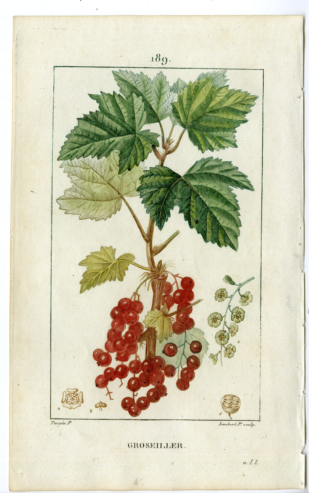 , Antique Print-PL.189-GROSSEILLER-RIBUS RUBRUM-RED CURRANTS-Turpin-Chaumeton-1814, Pictura Antique Prints