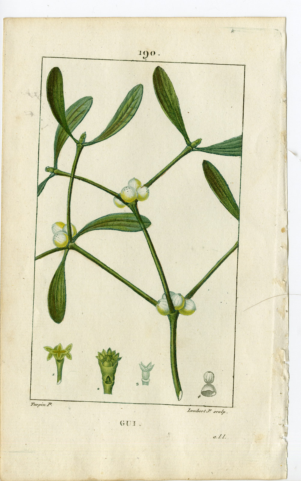 , Antique Print-PL.190-GUI-VISCUM ALBUM-MISTLETOE-Turpin-Chaumeton-1814, Pictura Antique Prints