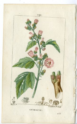 Antique Print-PL.191-GUIMAUVE-ALTEA-MARSHMALLOW-Turpin-Chaumeton-1814