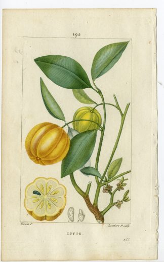 Antique Print-PL.192-GUTTE-GAMBOGIA GUTTA-GUM  TREE-Turpin-Chaumeton-1814