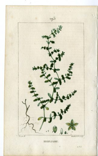 Antique Print-PL.193-HERNIAIRE-RUPTURE WORT-GLABRA-Turpin-Chaumeton-1814