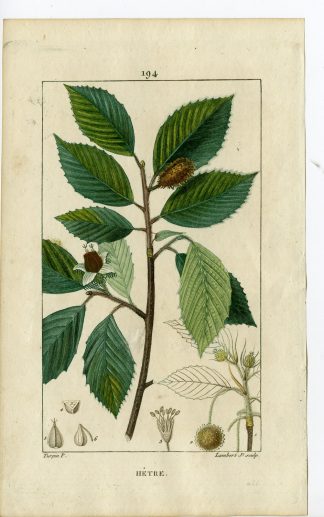 Antique Print-PL.194-HETRE-FAGUS SYLVATICA-BEECH TREE-Turpin-Chaumeton-1814