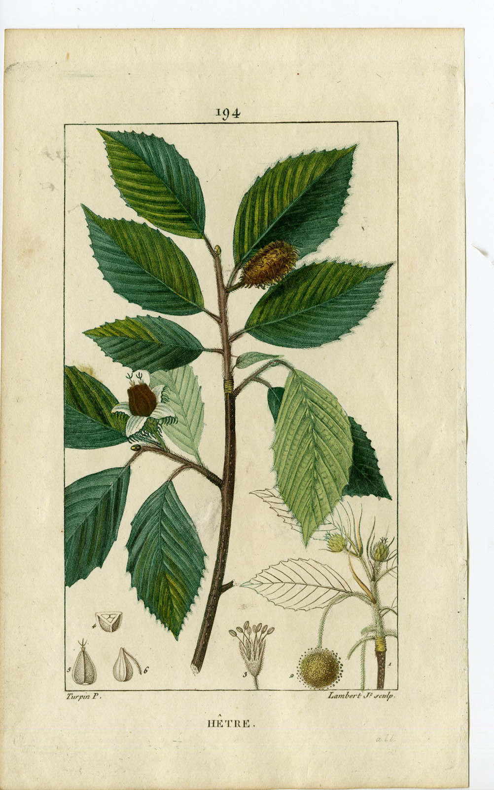 , Antique Print-PL.194-HETRE-FAGUS SYLVATICA-BEECH TREE-Turpin-Chaumeton-1814, Pictura Antique Prints