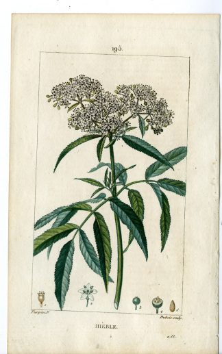Antique Print-PL.195-HIEBLE-SAMBUCUS EBULUS-DWARF ELDER-Turpin-Chaumeton-1814