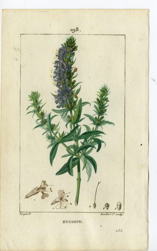 Antique Print-PL.198-HYSOPE-HYSSOPUS OFFICINALIS-HYSSOP-Turpin-Chaumeton-1814