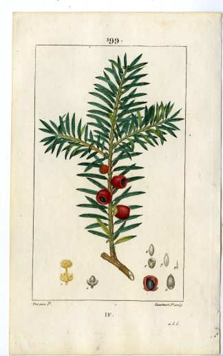 Antique Print-PL.199-IF-TAXUS BACCATA-YEW TREE-Turpin-Chaumeton-1814