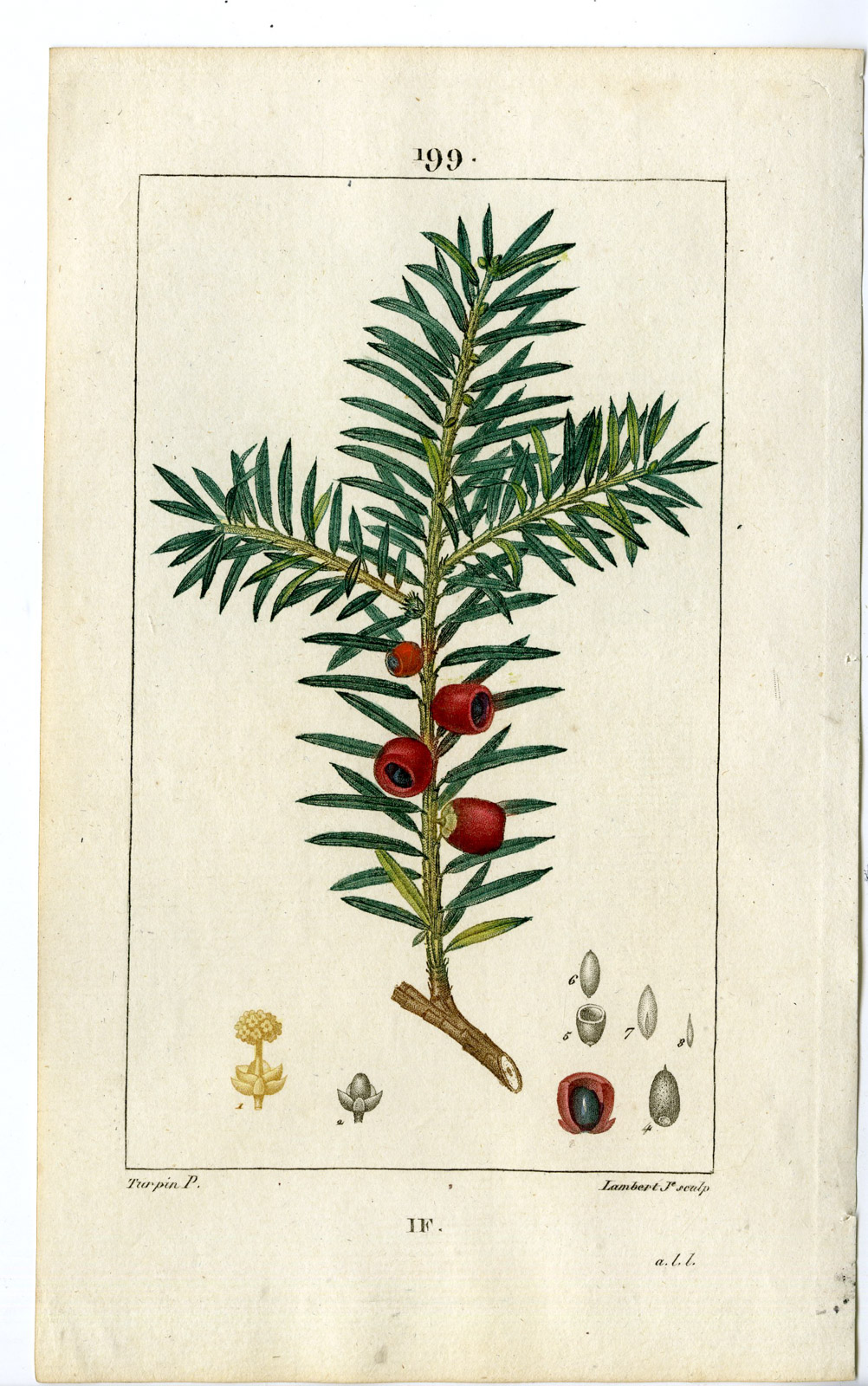 , Antique Print-PL.199-IF-TAXUS BACCATA-YEW TREE-Turpin-Chaumeton-1814, Pictura Antique Prints