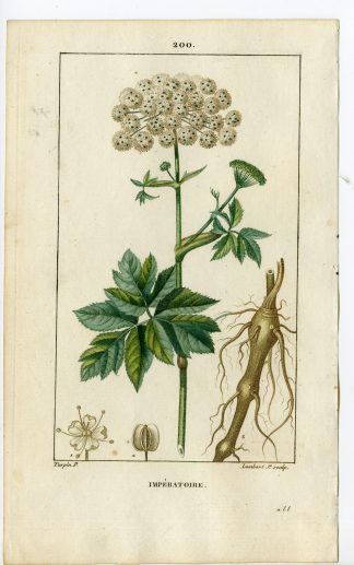 Antique Print-PL.200-IMPERATOIRE-IMPERATORIA-MASTER WORT-Turpin-Chaumeton-1814