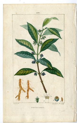 Antique Print-PL.201-IPACACUANHA-PSYCHOTRIA-FALLOW ROOT-Turpin-Chaumeton-1814