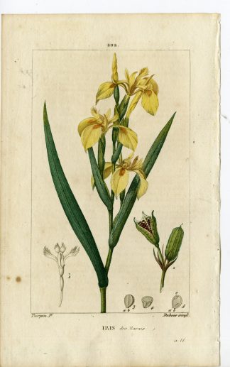 Antique Print-PL.202-IRIS DES MARAIS-PSEUDACORUS-YELLOW-Turpin-Chaumeton-1814