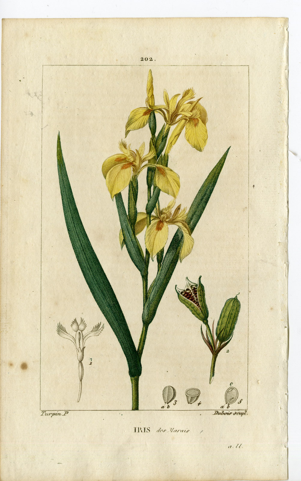 , Antique Print-PL.202-IRIS DES MARAIS-PSEUDACORUS-YELLOW-Turpin-Chaumeton-1814, Pictura Antique Prints