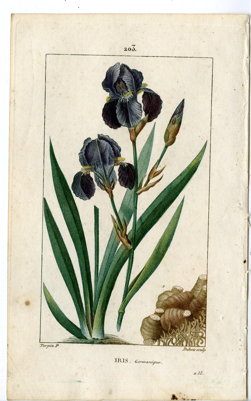 , Antique Print-PL.203-IRIS GERMANICA-BLUE FLOWER DE LUCE-Turpin-Chaumeton-1814, Pictura Antique Prints