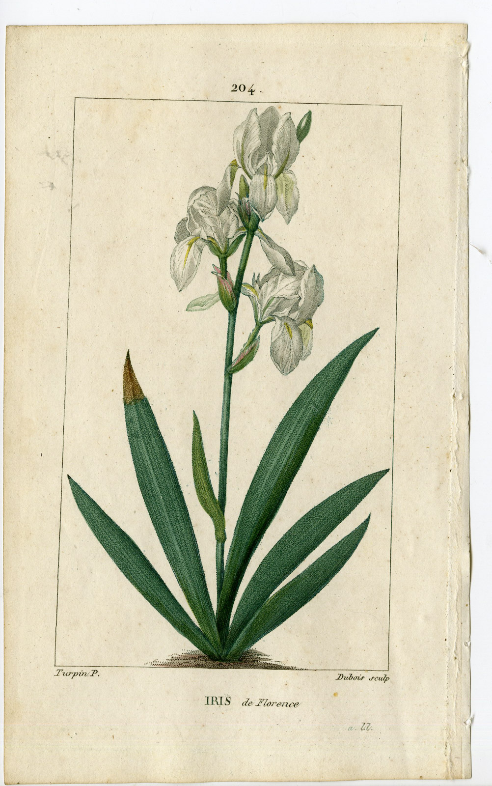 , Antique Print-P.204-IRIS DE FLORENCE-FLORENTINA-FLORENTINE-Turpin-Chaumeton-1814, Pictura Antique Prints