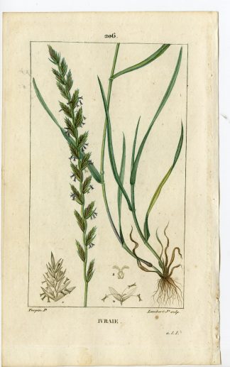 Antique Print-PL.206-IVRAIE-LOLIUM PERENNE-RAY GRASS-Turpin-Chaumeton-1814