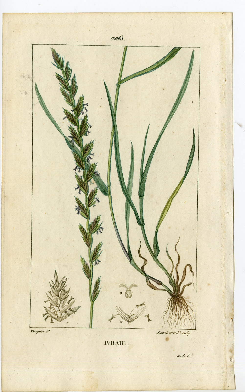 , Antique Print-PL.206-IVRAIE-LOLIUM PERENNE-RAY GRASS-Turpin-Chaumeton-1814, Pictura Antique Prints