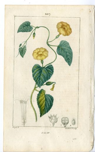 Antique Print-PL.207-JALAP-CONVOLVULUS JALAPPA-JALAP-Turpin-Chaumeton-1814