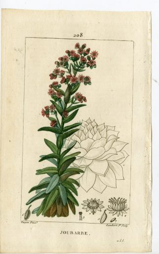 Antique Print-PL.208-JOUBARBE-SEMPERVIVUM-COMMON HOUSELEEK-Turpin-Chaumeton-1814