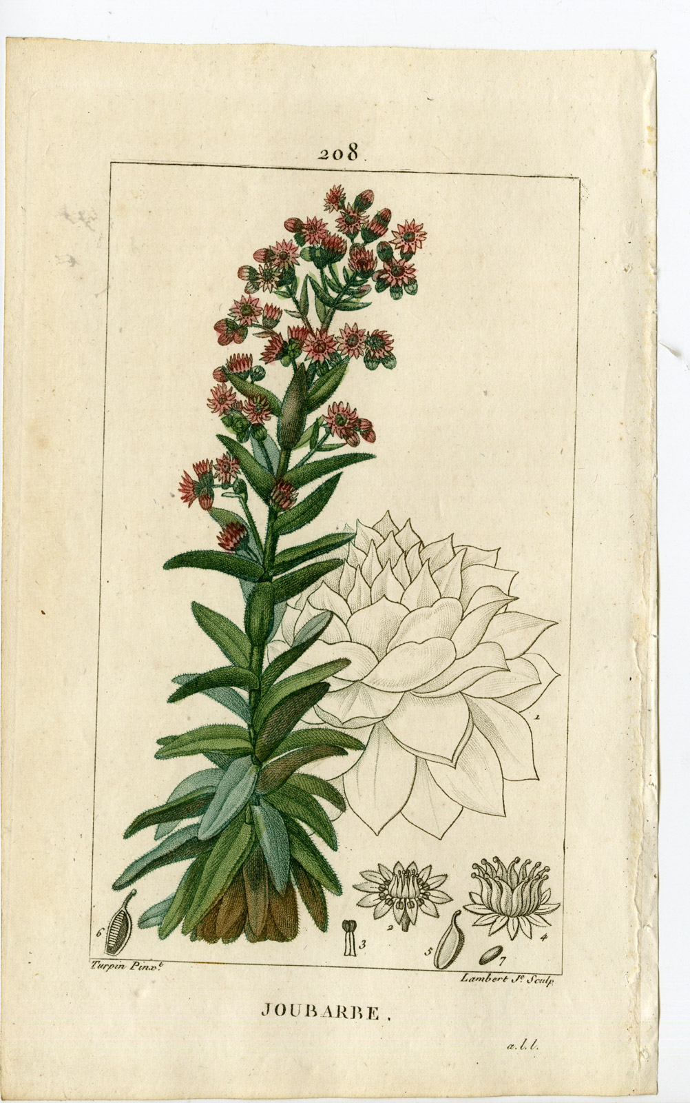 , Antique Print-PL.208-JOUBARBE-SEMPERVIVUM-COMMON HOUSELEEK-Turpin-Chaumeton-1814, Pictura Antique Prints