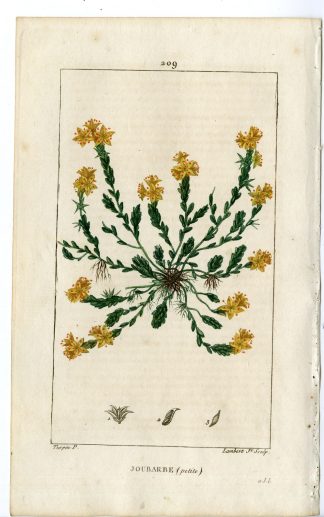 Antique Print-PL.209-JOUBARBE-SEDUM ACRE-WALL PEPER-CROP-Turpin-Chaumeton-1814