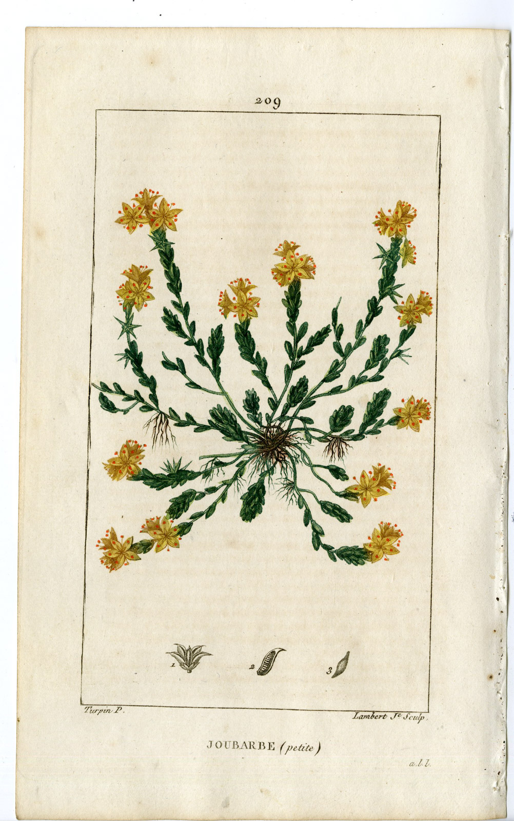 , Antique Print-PL.209-JOUBARBE-SEDUM ACRE-WALL PEPER-CROP-Turpin-Chaumeton-1814, Pictura Antique Prints